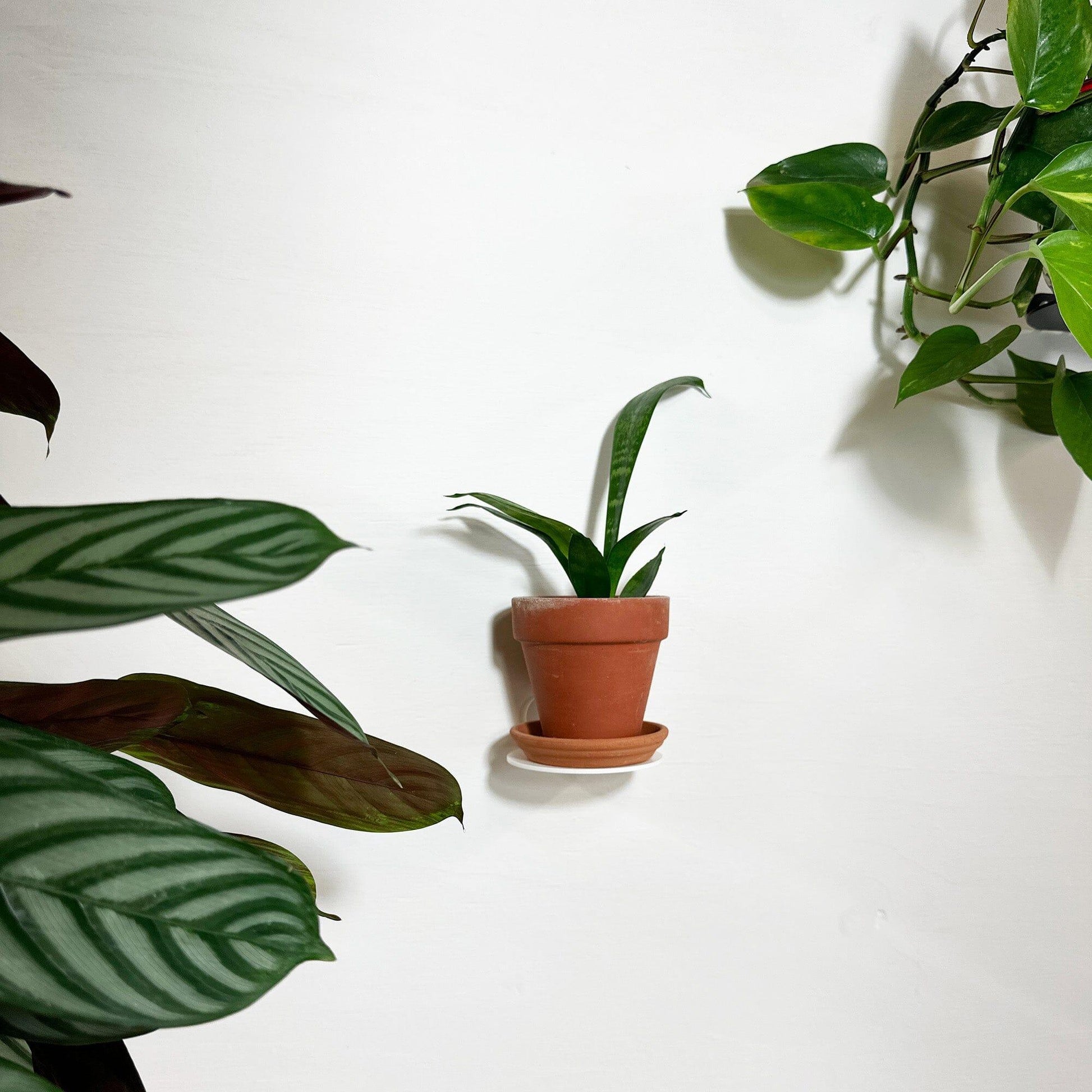 Befold plankje rond, 9cm, wit Befold